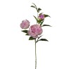 Peonia ramo h80 cm Beauty